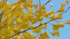 Real Colour Creation