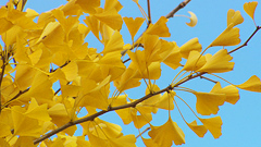 Real Colour Creation